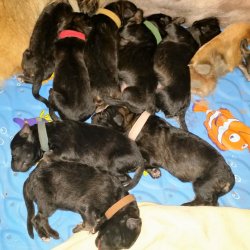 2016 Shiloh Shepherd Puppies - Week 1
